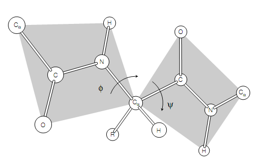 2420_Peptide bond 1.png